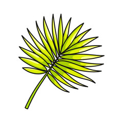 Green succulent palm leaf from tropical collection isolated on white background