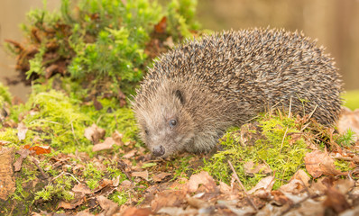 Hedgehog, wild, native hedgehog in natural woodland setting with green moss and golden leaves.  Facing left.  Horizontal, landscape, Space for copy.