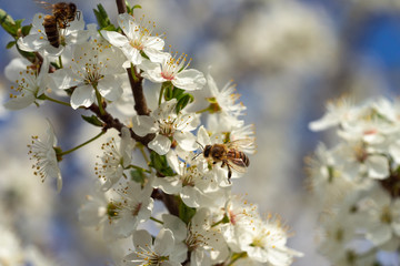 Honey bee in spring on sloe blossoms