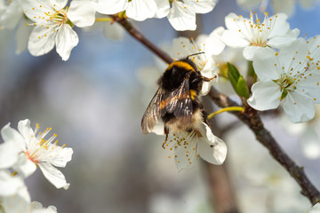 Bumblebee on sloe blossoms