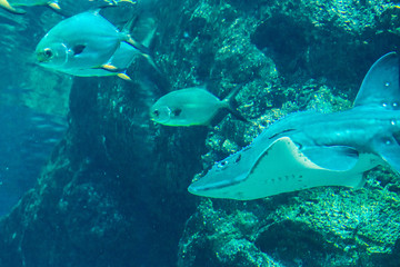 Fototapeta na wymiar exotic sea fish Oceanarium
