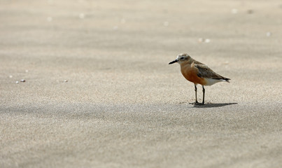 Dotterel Maoriregenpfeifer Neuseeland