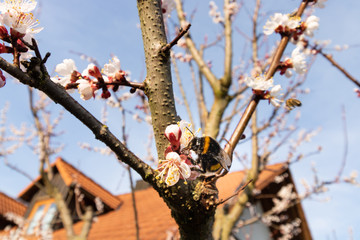 Bumblebee on apricot blossoms