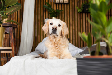 Golden retriever puppy dog on coat and pillows on bed in house or hotel. Tropical styled with green plants bedroom interior in apartment. Pets friendly concept, eco friendly lifestyle, copy space.