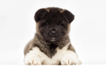 little puppies of american akita breed on white background