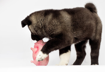 little puppies of american akita breed on white background