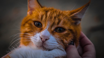 Cats from cyprus © Marcin