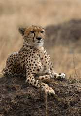 Cheetah resting on a mound at Masai Mara, Kenya