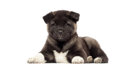 little puppies of american akita breed on white background