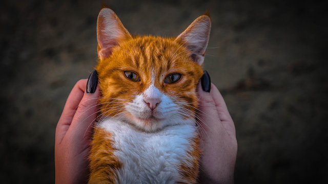 Cats from cyprus