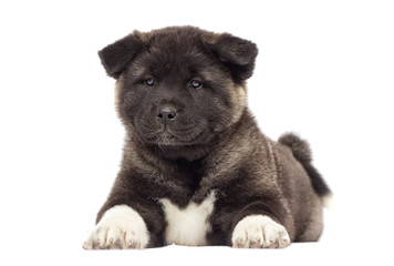 little puppies of american akita breed on white background