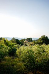Fototapeta na wymiar View from hill in Tuscany in Italy
