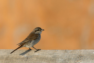 The Red-backed shrike perched on wooden log, Bahrain
