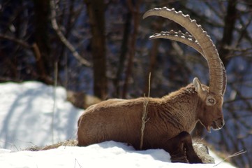 Stambecchi in montagna