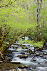 Obraz premium White water stream surrounded with new growth leaves in spring.