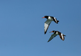 Oystercatchers flying, Bahrain 