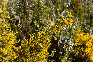 bush plant with yellow flowers and thorns called aliaga, genista scorpius in latin, in front of some bushes called rosemary with fragrance purple flowers and green leaves. Horizontal