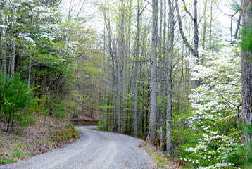 Dogwood Trees blooming in the Great Smoky Mountains in spring season.