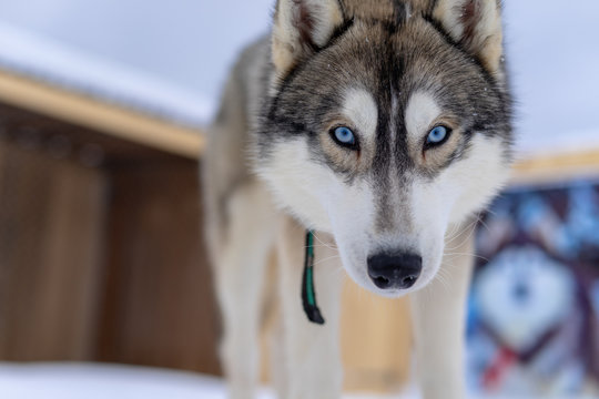 Husky Dog With Blue Eyes Intently Looking Straight At The Photographer