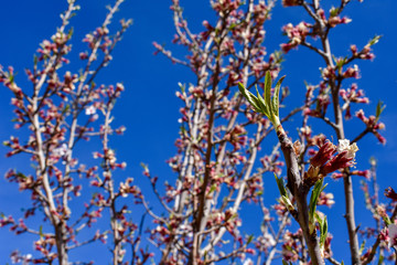 close up of some new leaves at the end of a branch of an cherry tree in a spring day with a floral background plenty of flowers and a clear blue sky of the springtime. Horizontal