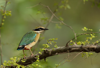 Portrait of the Indian pitta at Ranthambore Tiger Reserve, India