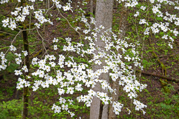 Obraz premium Dogwood Trees blooming in the Great Smoky Mountains in spring season.
