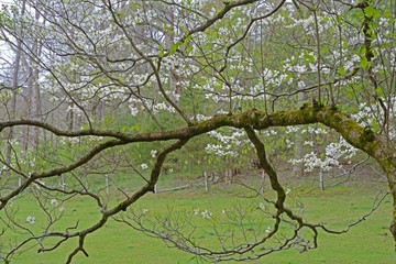 Dogwood Trees blooming in the Great Smoky Mountains in spring season.