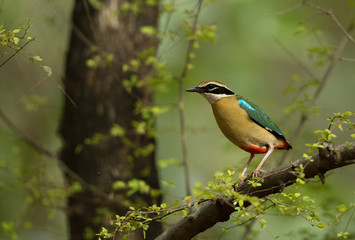 Portrait of the Indian pitta at Ranthambore Tiger Reserve, India