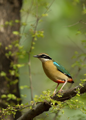 Portrait of the Indian pitta at Ranthambore Tiger Reserve, India