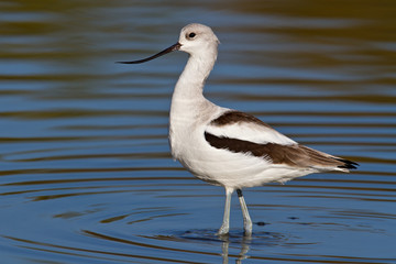 American Avocet (Recurvirostra americana)