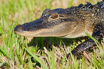 American Alligator (Alligator mississippiensis)