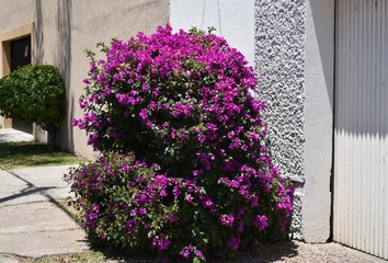 Arbusto de flores púrpuras en calle