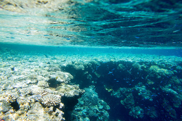 Tranquil underwater scene with copy space