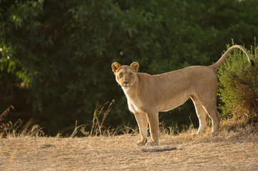 Obraz premium A lioness marking her territory, Masai Mara, Kenya
