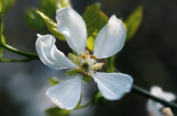 poncirus trifoliata