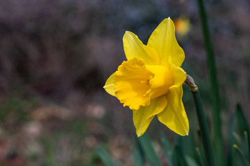Single bright, happy, cheerful, yellow gold spring Easter daffodil bulb blooming in outside garden in springtime