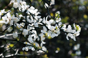 poncirus trifoliata