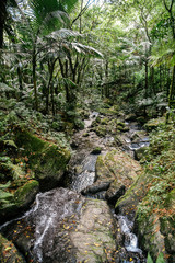 La Mina River in El Yunque National Forest in Puerto Rico