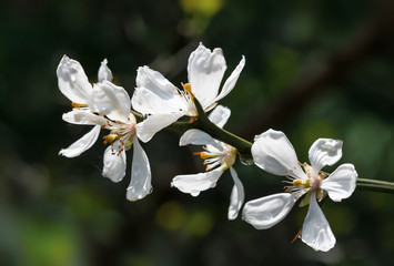 Obraz premium poncirus trifoliata