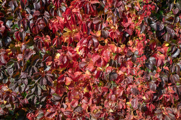 Herbstlich gefärbter Efeu