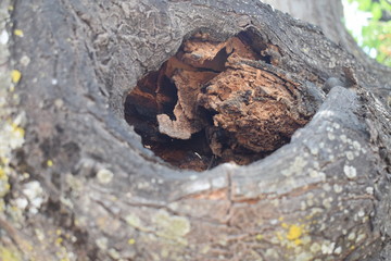 Fototapeta premium Detalle de interior de tronco de árbol