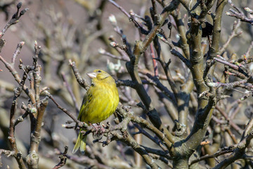 Grünfink  (Chloris chloris, Syn.: Carduelis chloris) im Garten