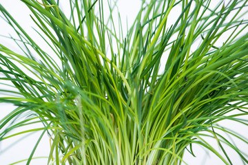Naklejka premium Fresh green chives