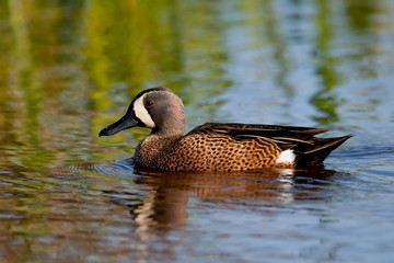 Blue-winged Teal