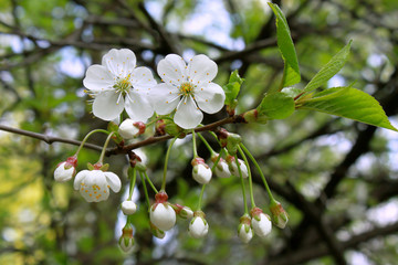 branch of blossoming tree