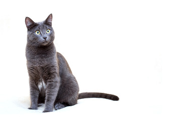 Portrait of grey cat on white background