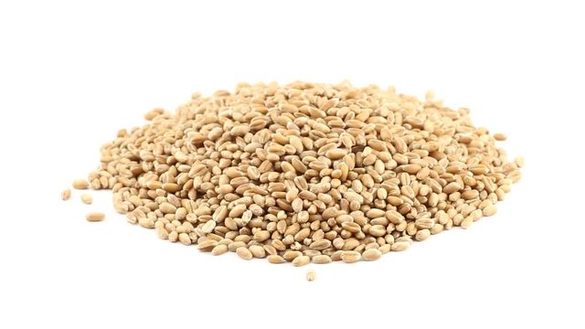 Heap of grains of wheat rotating on white