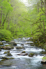 White water stream surrounded with new growth leaves in spring.
