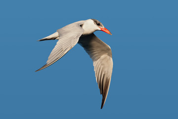 Fototapeta na wymiar Caspian Tern (Hydroprogne caspia)