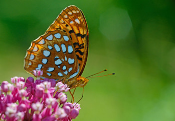 Star Spangled Fritillary feeds on pink Milkweed.